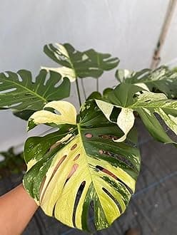 Garden Art live indoor plant (Monstera Variegated)