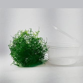 Weeping Moss Live Aquarium Plant – Freshwater Aquatic Plant for Aquascaping, Shrimp Tanks & Fish Tanks – Low Light