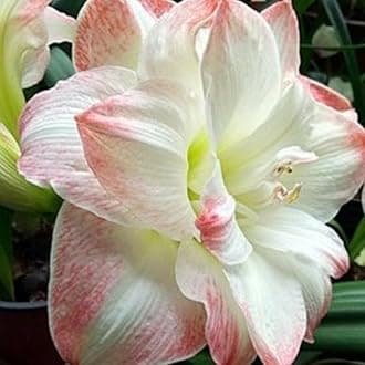 Amaryllis for Planting Now UK Perennial Good for Containers Excellent Display Plant Bulbs Ornamental Greening Flower Natural Organic Easy Plant Perennial -4bulbs-M