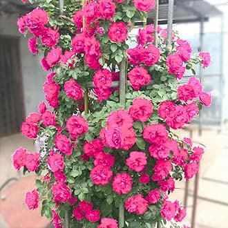Pink Climbing Rose Live Plant, 6 Months Old Starter, Fragrant Purple Climbing Roses for Planting Outdoor, No Pot