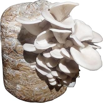 White Oyster Mushroom Spawn - (Pack of 200 Gm), High Yield Oyster Mushroom Seeds | Edible CO2 Variety, White Micelium Spores | Grain Based Seeds for Mushroom Farming