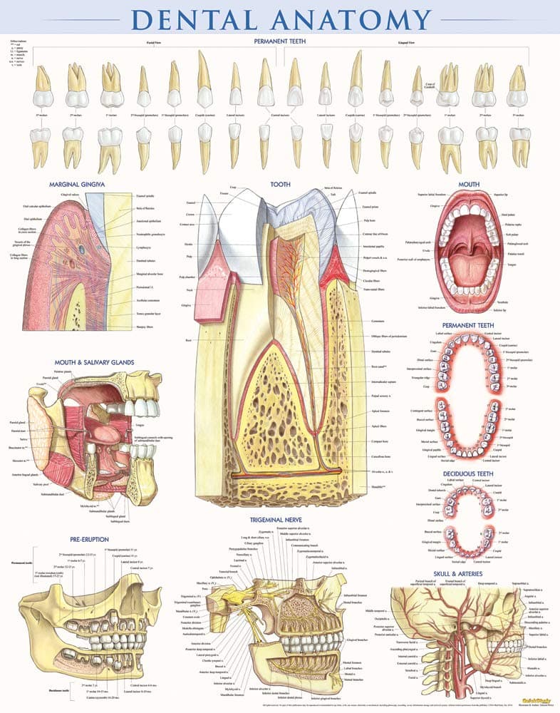 Dental Anatomy: A Quickstudy Reference
