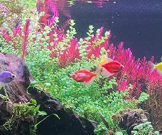 Aqua Space Bacopa Aquarium Live Plant ||Bacopa Aquarium Plants Pack of 5 Stems||Bacopa Aquarium Plan