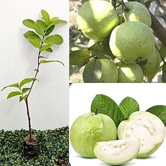 Golden Bloom Thai Guava Plant Hybrid Air Layering all seasons - Thai 7 Guava Tree Fruit & Fruit Tree B0CD75KZSG