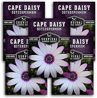 Cape Daisy Seeds for Planting - Osteospermum Ecklonis - White Petals with Purple Eyes, Long Blooming Annual to Tender Perennial Flower Variety - Survival Garden Seeds (5 Packs)
