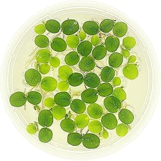 Water Spangle, Salvinia Minima, Live Aquarium/Aquatic/Freshwater/Floating/Pond Plant/Planted Tank/Aquascaping/Paludarium by Aquarium Plant Center (6 Plants, 30+ Leaves)