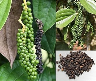 BLOOMING PLANT Live Black Pepper Spice Plant - Golmorich Plants | Kali Mirch Paudha | Bush Pepper Ped - Organic Spice Live Tree - Hybrid (1 Small Golmorich Live Plant in Poly Bag).