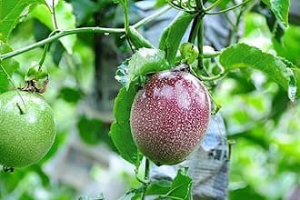 Live Pack of 4 Hybrid Passion Fruit Plant High Yield Plants