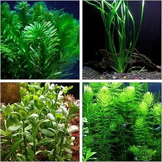 Oxygenating Plants Pack for Live Ponds or Aquariums (Small - 10 Bunches)