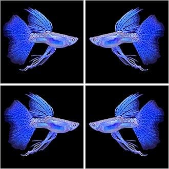 D&A Tropical Live Fish Blue Grass Ribbons Guppy Live Fish for Aquariums, Freshwater (1 Breeding Pair, 1 Male, 1 Female)