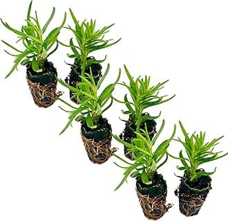 6-Pack Rosemary Live Herb Plant Plugs – Fresh, Aromatic, and Easy to Grow – Ships Not Potted, Perfect for Gardening, Cooking, and DIY Projects