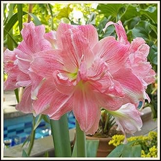 Ornaments Amaryllis Bulk Enjoyable Balcony Decoration,Fast Grow-3bulbs-N