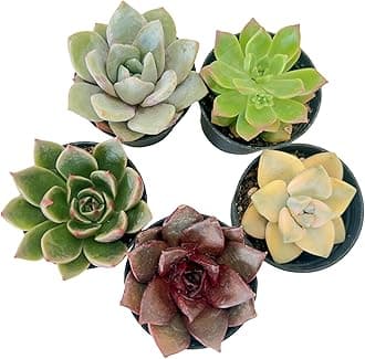 Sprout N Green 5 Pack Rosettes Succulents Plants Live, Mini Succulents in 2" Starter Planter with Potting Mix, Rare Plants for Indoor House Home Garden Wedding Decor Party Favor