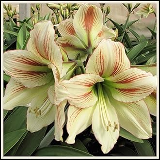 Ornaments Amaryllis Bulk Enjoyable Balcony Decoration,Fast Grow-4bulbs-L