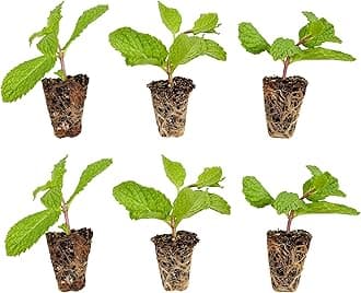 Bonnie Plants Sweet Mint Plug, Live Plant, for Salads, Desserts, and Drinks, Full to Part Sun, 3 Cubic in., 6 Pack