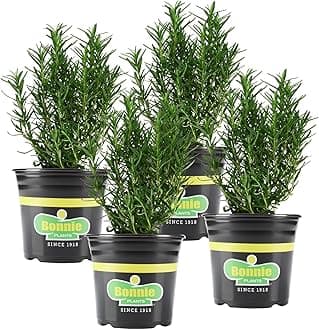 Bonnie Plants Rosemary Live Edible Aromatic Herb Plant - 4 Pack, Perennial In Zones 8 to 10, Great for Cooking & Grilling, Italian & Mediterranean Dishes, Vinegars & Oils, Breads