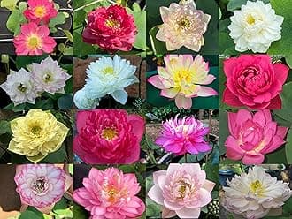 Indian Gardens - Lotus live Tubers | Live Plant | Aquatic plants | (Pack of 2)