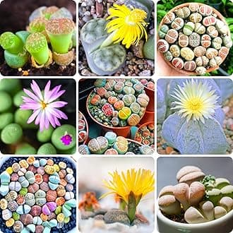 Succulent Lithops Live Plants, 20 Mixed Lithops Living Stones Succulents Planting 0.5-0.6 Inc Ornament Flower Pot Planting Garden Gift, Large Size