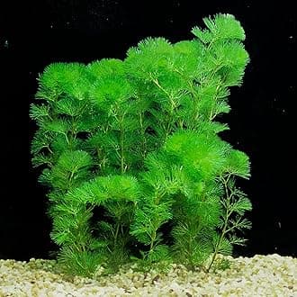 100+ SEEDS- Aquarium Grass Seeds For Planting Home Aquarium - Grow Year Round- No CO2 Required. (Cabomba)