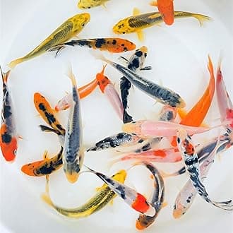 Standard Fin Koi, Variety of Colors and Patterns - Beautiful Live Fish Perfect for Ponds, Tanks, and Aquariums - 3-4 Inches, 5 Count