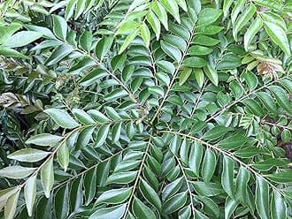 Royal Paradise Garden Rare Curry Leaf Plant Murraya koenigii 1 live plant
