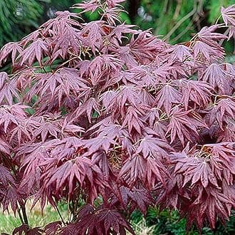 Acer palmatum 'Atropurpureum' | Japanese Maple Deciduous Potted Trees for Small Gardens | Premium Bushy Plant Shrub Tree in Pot (80-100cm (Incl. Pot))