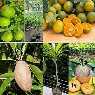 Combo 2 Chiku Plant Hybrid Plant +Bari Malta 1 Height 2-3 Feet (Sweet Thai Dwarf) Pack Of 2 Sapota Tree Chikoo Plant Grafted Live Sapota Fruit Plant For Home Garden