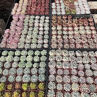 Sprout N GreenAssorted Live Succulent, 200 Pack Succulents Plants Fully Rooted in 2" Pot, Hand Selected Variety Small Indoor House Plants for Collection Wedding Decor Party Favor