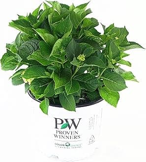 Proven Winners - Hydrangea mac. Let's Dance Blue Jangles (Reblooming hydrangea) Shrub, RB pink or blue, #3 - Size Container