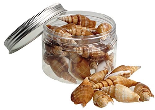 Quality Selected Seashells - 300 Grams Vittate Conch / Strombus Vittalus shells for Seashell Vases, Seashell Boxes, Seashell Frames, Seashell Jewelry Making & Mini Garden Miniture