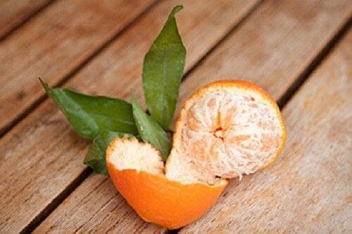 Heirloom Mandarin Clementine Tree 10 Seeds
