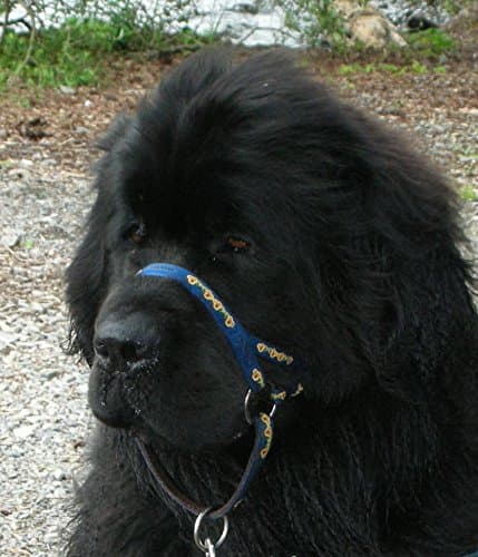 DOGMATIC HEADCOLLAR PADDED CUSHIONED WEBBING PCW - BLUE - SIZE 7