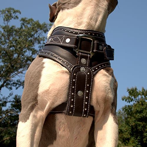 Decorative Leather Show Dog Harness- Best No Pull Harness Size Large, Medium Adjustable Walking Collar- 100% Leather
