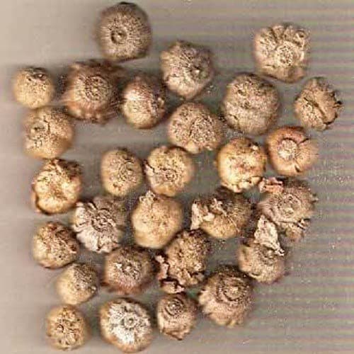 TEAK SGVN96 SGVN- 150